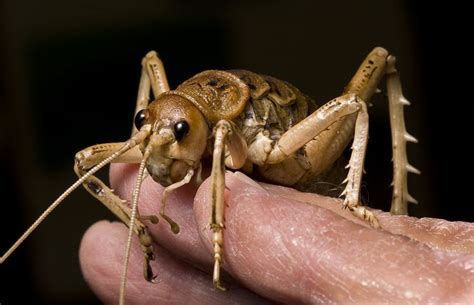 #9 Giant Weta - This is the largest of the weta species, which are ...