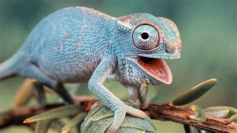 Хамелеон на рабочий стол » DreemPics.com - картинки и рисунки на ...