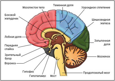 Головной мозг человека | Поликлиника «Медицинский комплекс – Елец»