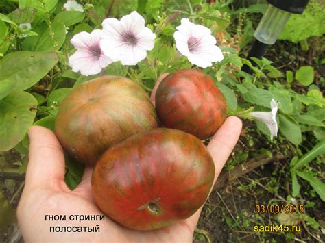Томат Стринги Фото — Фото