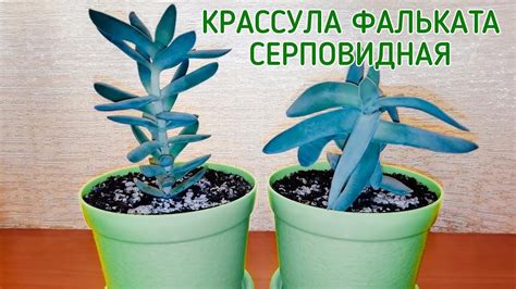 Крассула Фальката (Серповидная). Суккуленты. Комнатные растения. - YouTube