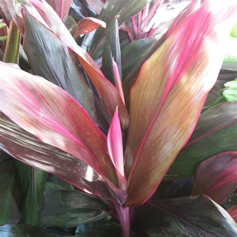 Cordyline fruticosa 'Red Sister' - Mid Valley Trees