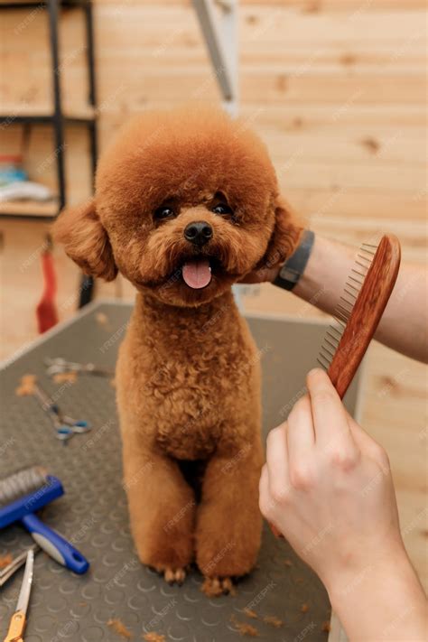 How Do You Brush A Poodle After A Bath