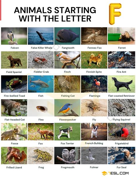 Animal Que Começa Com F - 100+ Animals That Start With F: List With Pictures And Facts • 7ESL