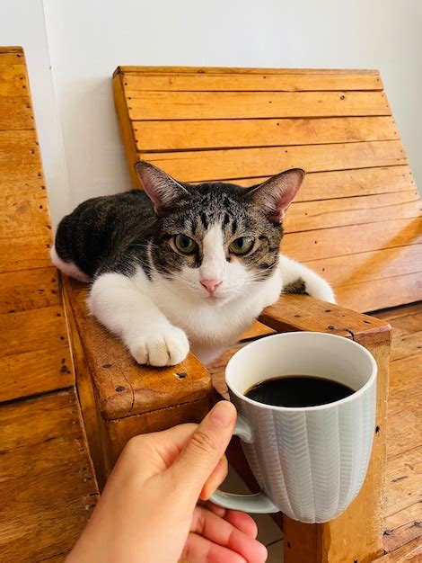 premium photo cat  coffee
