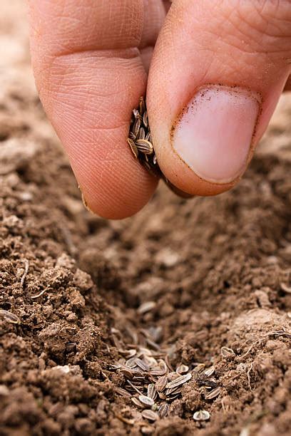 woman hand sowing seeds stock  pictures royalty