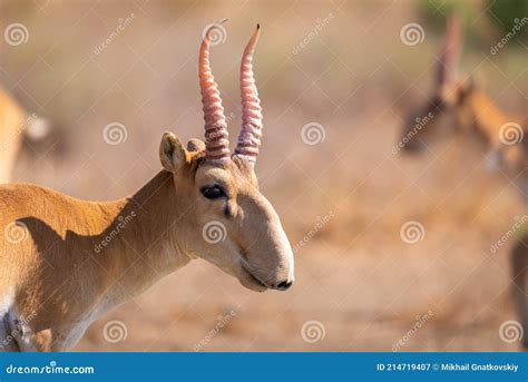 595 Russian Antelope Stock Photos - Free & Royalty-Free Stock Photos ...