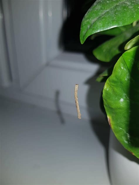 entomology - Caterpillar identification - found on a coffee plant