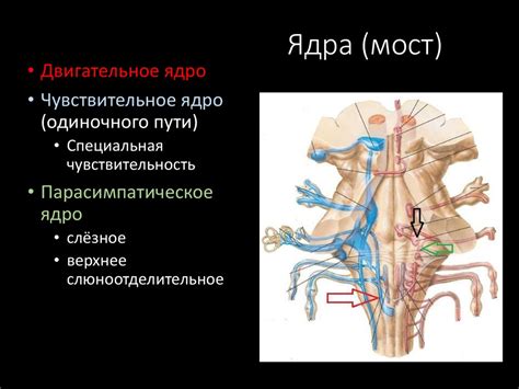 Лицевой нерв - презентация онлайн