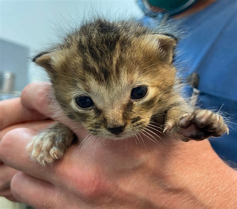 Supplies | Stray Cat Alliance