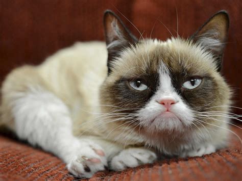 Grumpy Cat Wallpapers - 4k, HD Backgrounds on WallpaperBat