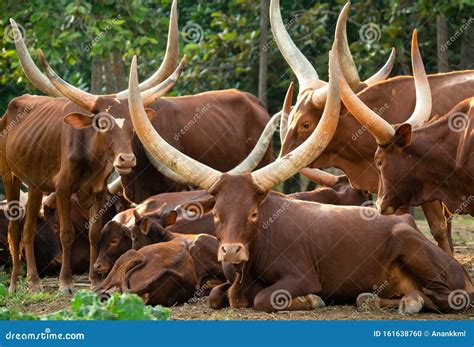 Herd Of Ankole Watusi Together In The Pasture, Popular American Cow ...