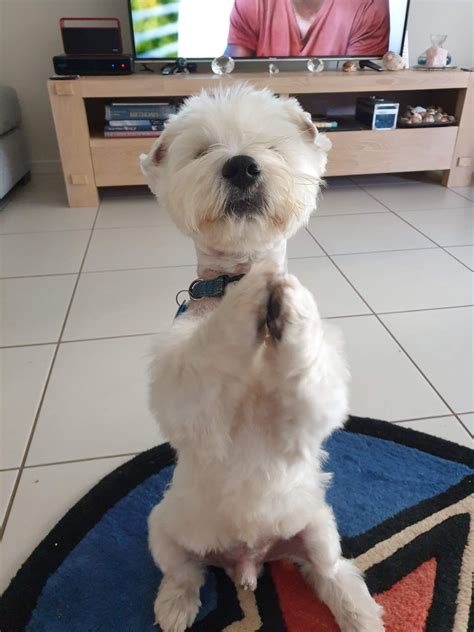 This is what Parker thinks of his... - Moffat Beach Vet
