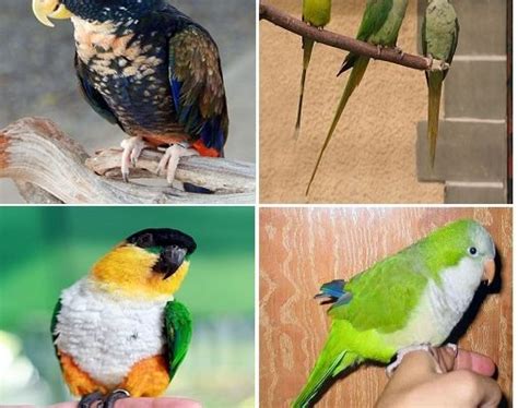 Our list of best Parrots for Beginners - Parrot World