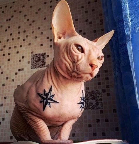 Pinterest | Cute hairless cat, Hairless cat, Dog cat