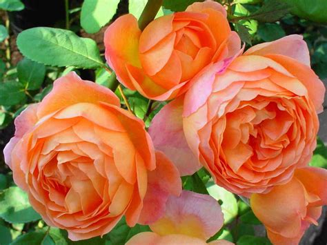 Роза Английская парковая фларибунда «Леди оф Шалот» Rose «Lady of ...
