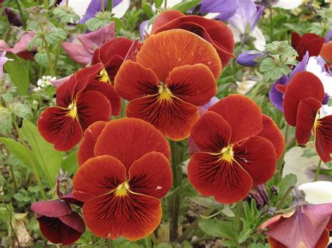 Pin by Анфиса Сергеева on Цветы и растения | Pansies, Brown flowers ...