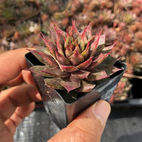 Sempervivum 'Twilight Blue' (P/C)(SALE NIGHT) – LET LOVE GROW ...