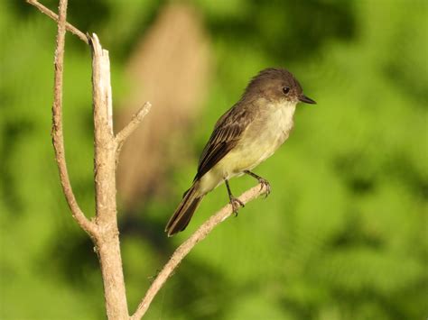 Flycatcher Archives - Project-Nature