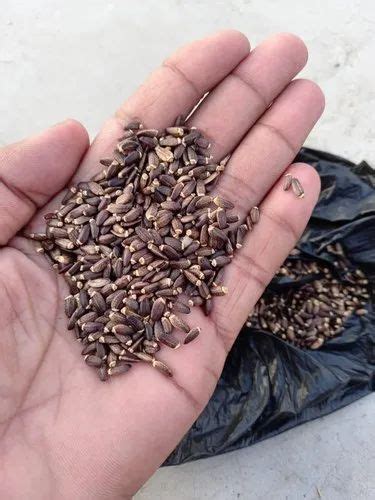 Silybum Marianum Seeds, For Medicine, Packaging Type: Loose at Rs 300 ...