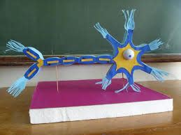 Maquete Neuronio Como Fazer - como fazer uma maquete de um neuronio - brainly.com.br