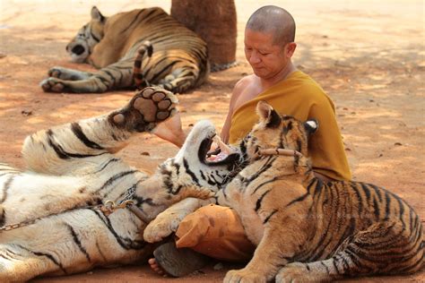 Half of tigers seized from temple have died