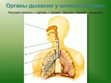 Дыхание. Значение дыхания в живых организмах - презентация онлайн