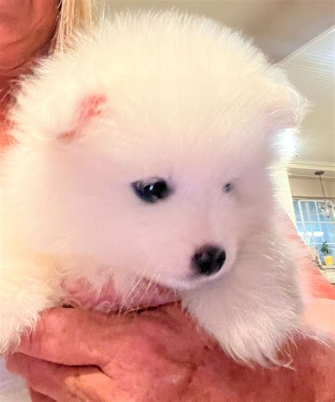 American Eskimo Dog Puppies For Sale