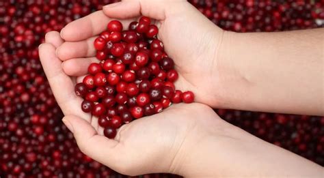 9 причин есть клюкву, чтобы ничем не болеть — читать на Gastronom.ru
