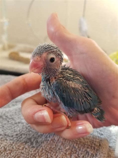 Baby parrotlets