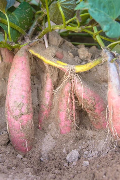 Sweet Potato Plant