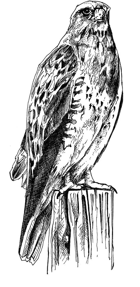 meowl drawing black and white 1