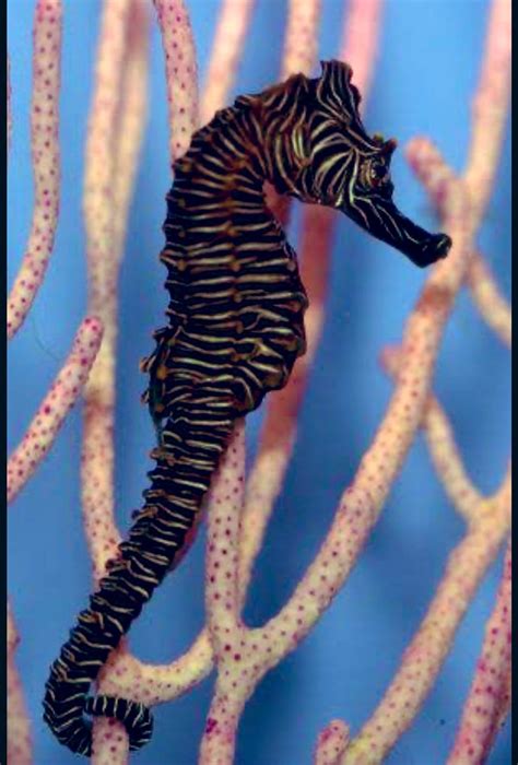 Zebra Seahorse - Profile | Traits | Facts | Breeding | Care - SeaFish