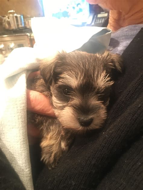 How To Take Care Of Miniature Schnauzer Puppy at Gene Courtney blog