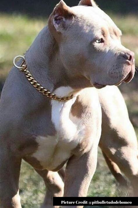 Pitbull Breeders Germany