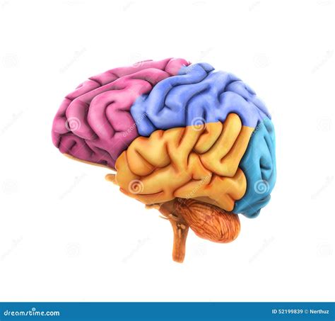 Mensch Brain Anatomy stock abbildung. Illustration von gehirn - 52199839