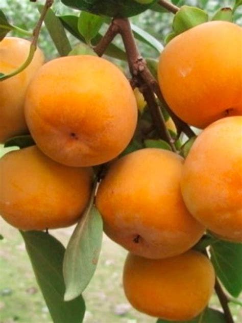 Хурма Россиянка Описание Сорта Фото – Telegraph