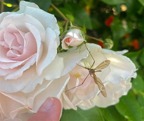 UC - Crane Fly (Tipula paludosa) Crane flies are sometimes called