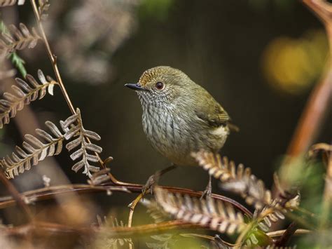 Tasmanian Central Highland forests | ecoxplore