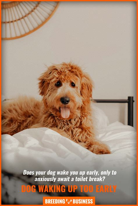 What Do I Do If My Puppy Wakes Up Too Early