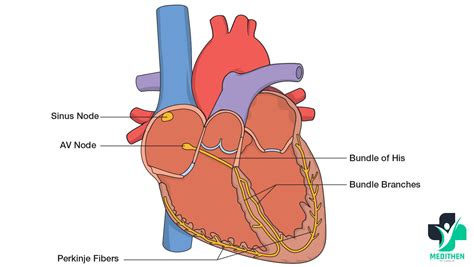 Electrical Conduction System – MediThen