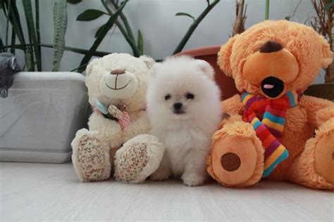 Сколько стоит Карликовый Шпиц - Питомник - LUXPOM!