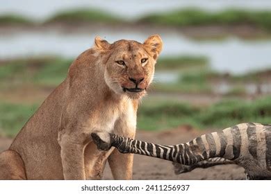 1,434 Lion Preying On Zebra Images, Stock Photos, 3D objects, & Vectors | Shutterstock