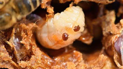 varroa treatment comparison chart