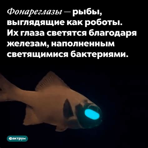 У фонареглазов настоящие фонари под глазами