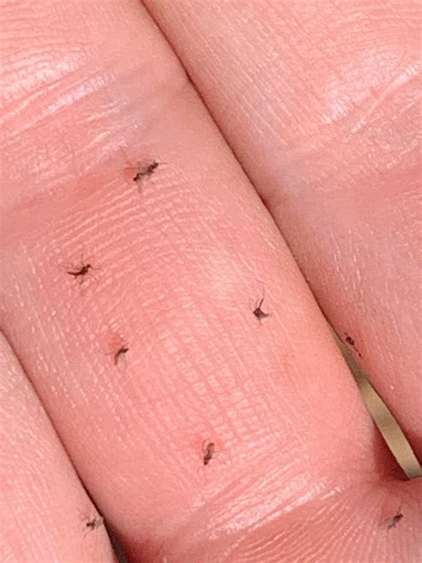 Lots of little flying bugs circling the different plants in my garden