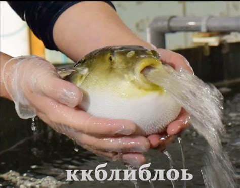 Создать мем "японская рыба фугу, рыба фугу деликатес, японская ядовитая ...