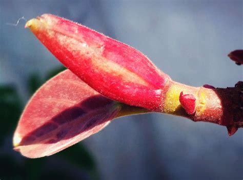 small leaf wallpaper  troy haynes blog