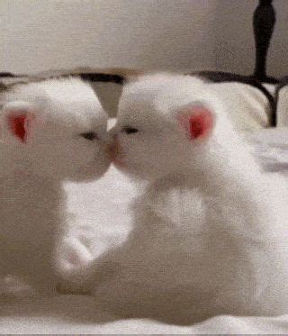 Гифки С Котиками Милые
