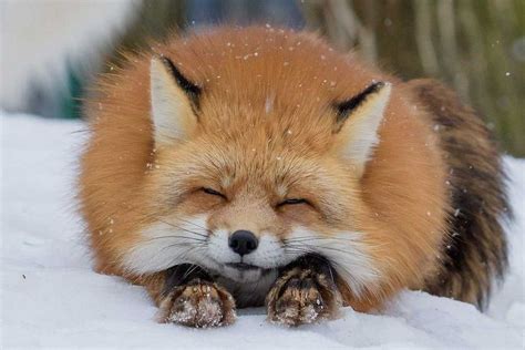 A fluffy fox : r/foxes